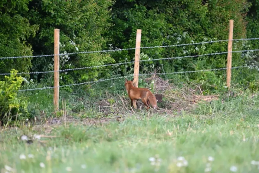 Ogrodzenie z drutu kolczastego w Royston