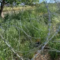 Razor wire in Cyprus